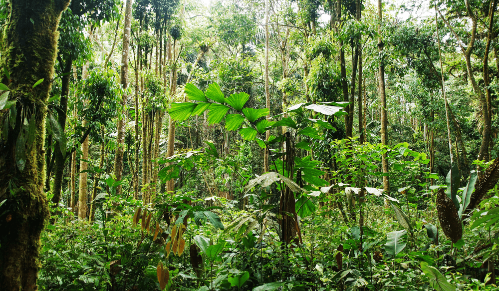 VSF_BLOG_08.25_CANVA_Amazon Rainforest, Ecuador