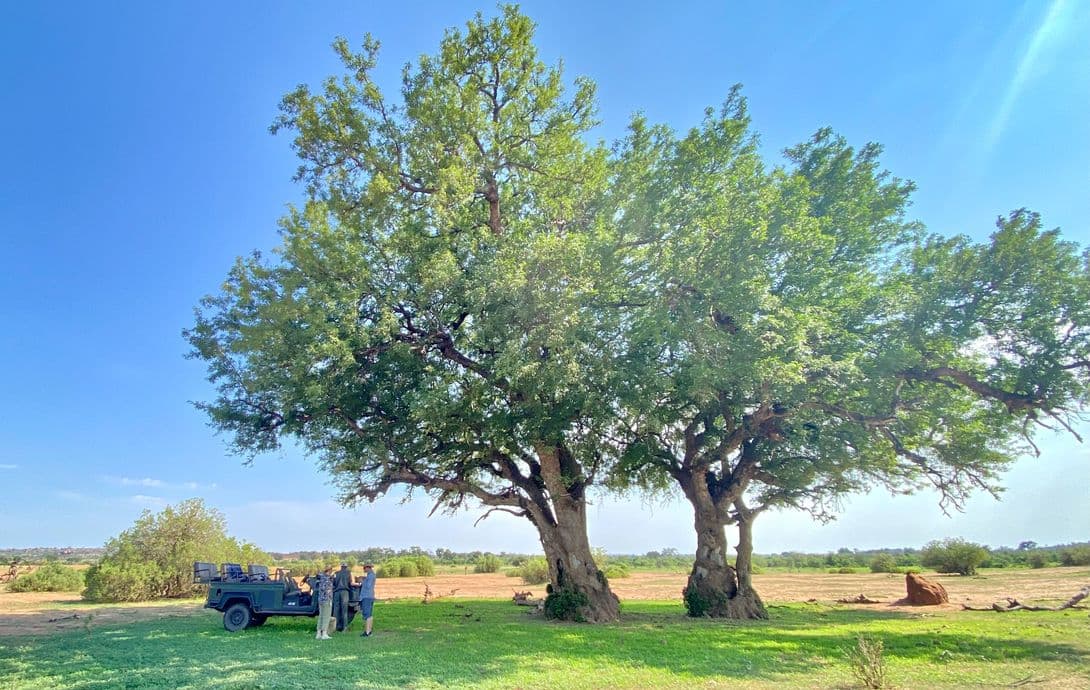 General Botswana General Wildlife Tuli Block