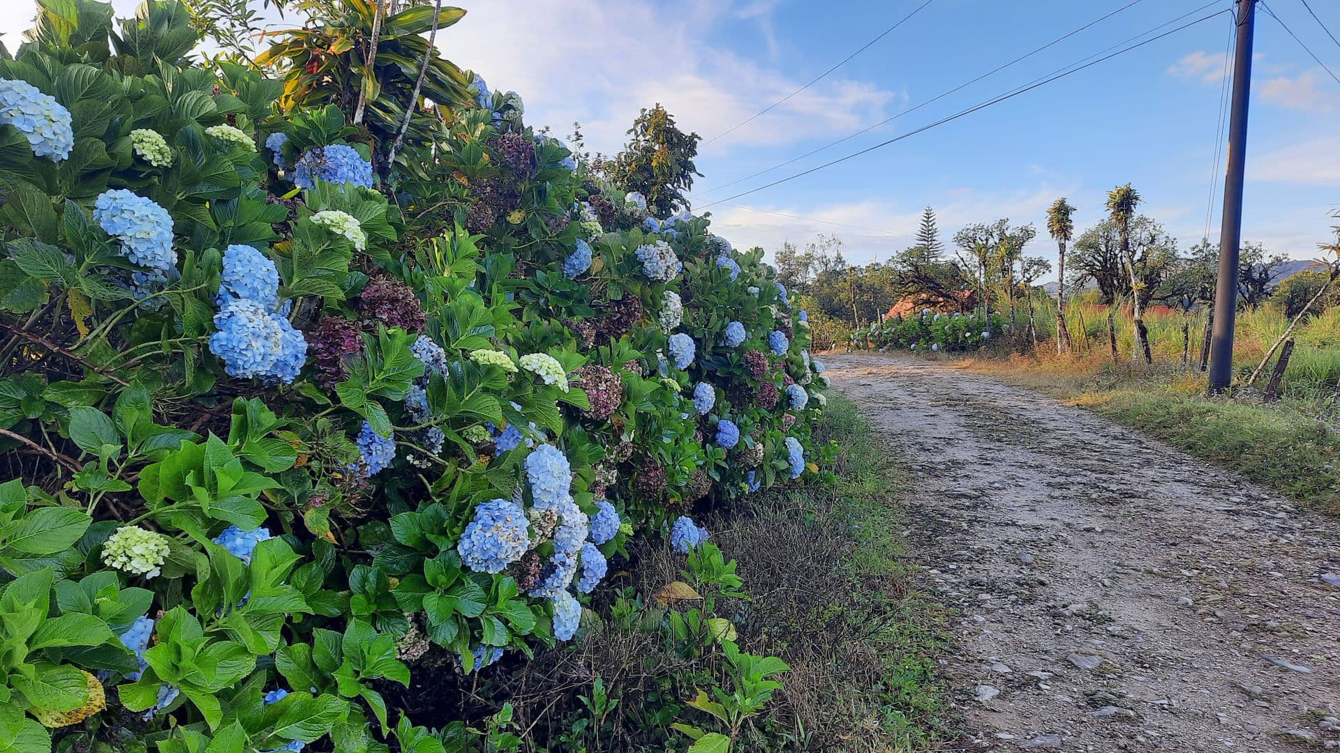 Zapotal flowers
