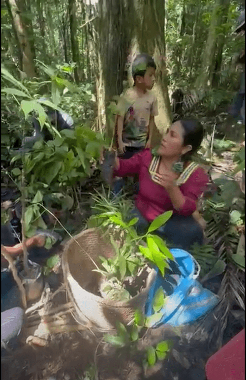 Tree planting Sinchi