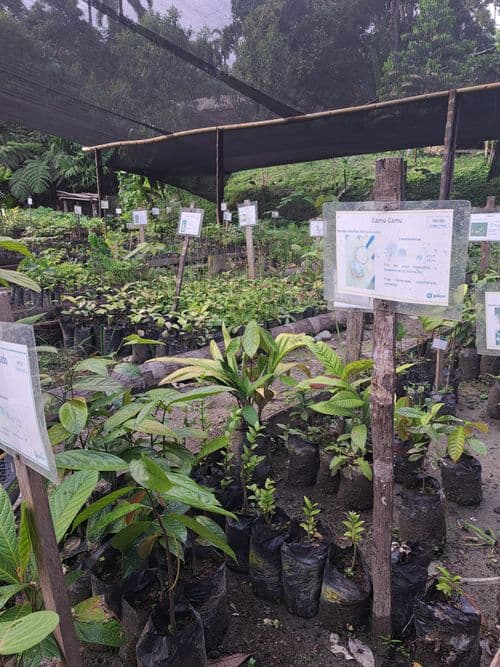 Tree nursery 2