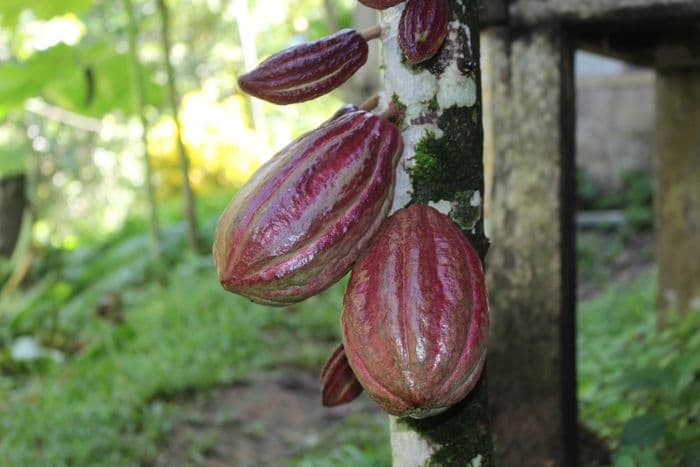 Chocolate at Talamanca